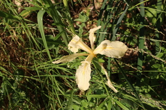 Iris fernaldii