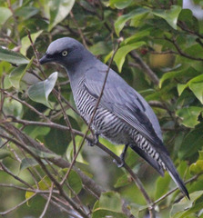 Barred Cuckooshrike photo 4
