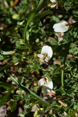 Trifolium monanthum