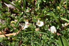 Trifolium monanthum