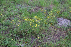 Senecio littoreus littoreus