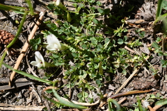 Trifolium monanthum