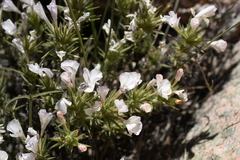 Linanthus