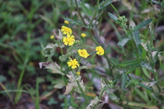 Senecio littoreus littoreus