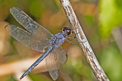 Libellula incesta