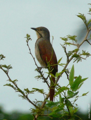 Cichladusa arquata