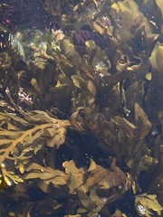 Stephanocystis