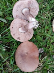 Tylopilus violatinctus