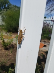 Melanoplus differentialis