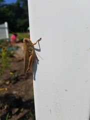 Melanoplus differentialis