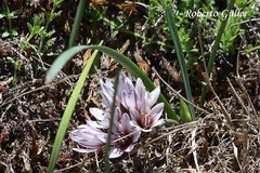 Nothoscordum andicola