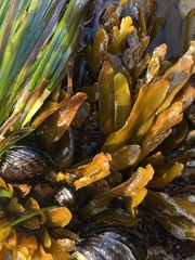 Stephanocystis