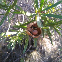 Colliguaja integerrima