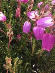 Ericeae