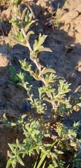 Malacocera tricornis