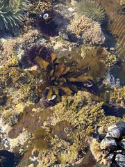 Stephanocystis