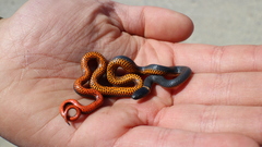 Diadophis punctatus amabilis