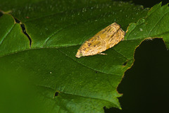 Olethreutes tilianum