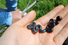 Diadophis punctatus amabilis