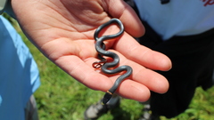 Diadophis punctatus amabilis