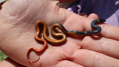 Diadophis punctatus amabilis