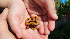 Diadophis punctatus amabilis