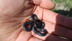 Diadophis punctatus amabilis