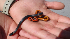 Diadophis punctatus amabilis