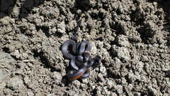 Diadophis punctatus amabilis