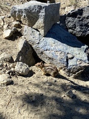 Callospermophilus lateralis trinitatus