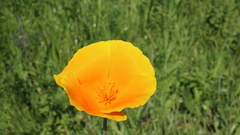Eschscholzia californica