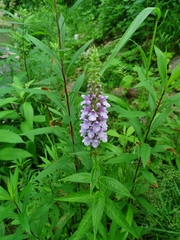 Stachys hispida