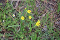 Senecio littoreus littoreus