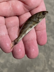Menticirrhus saxatilis