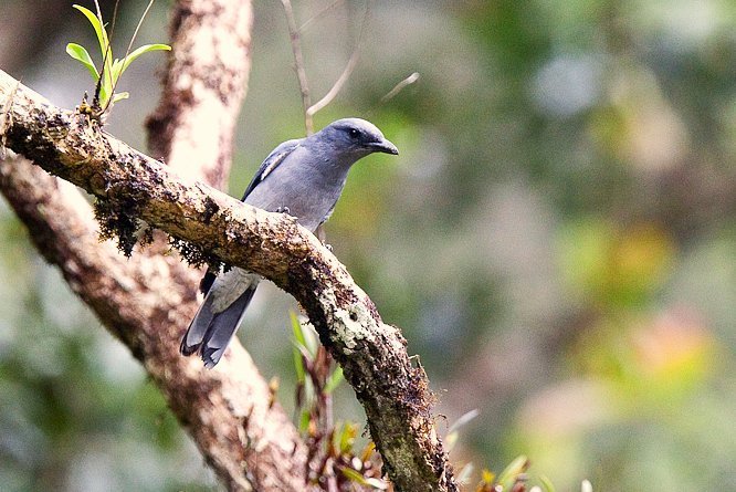 Oriental Cuckooshrike photo