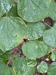 Passalora cercidicola