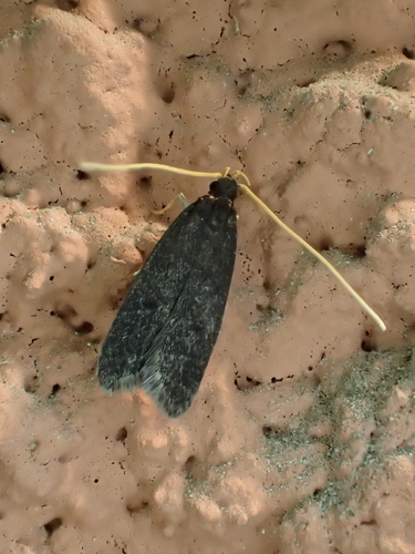 Eurodachtha canigella