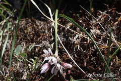 Nothoscordum andicola