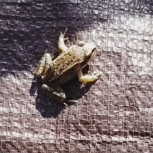 Wood Frog