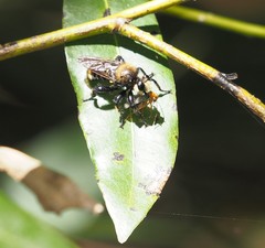 Laphria sackeni
