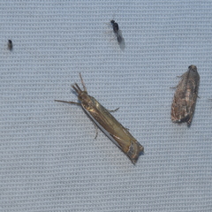 Crambus sperryellus
