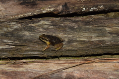 Leucostethus brachistriatus