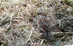 Passer rufocinctus