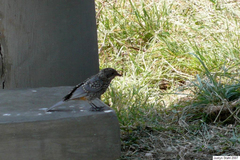 Melaenornis semipartitus