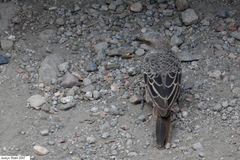 Histurgops ruficauda