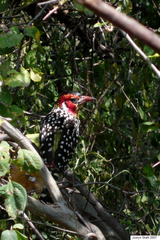 Trachyphonus erythrocephalus