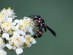 Leptochilus republicanus