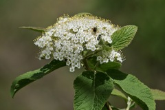 Viburnum lantana