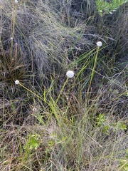 Eriocaulon decangulare image
