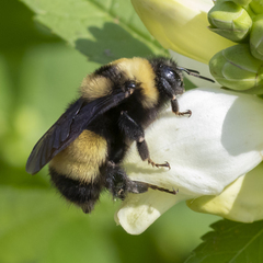 Bombus terricola image